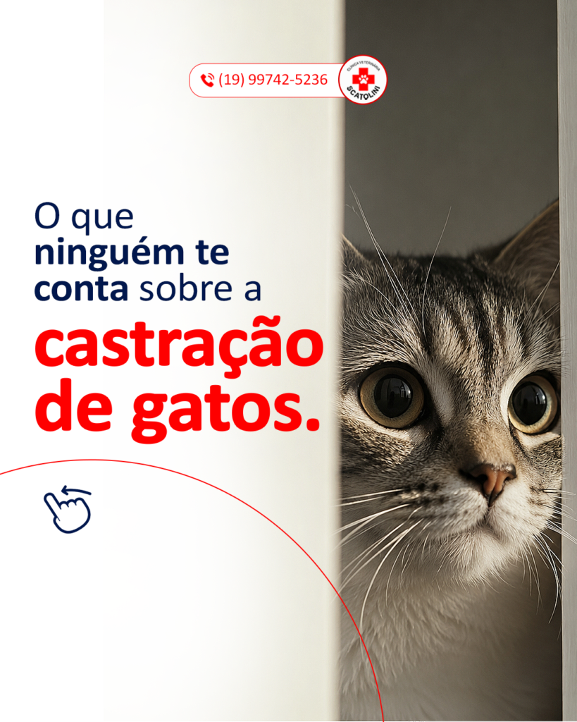 Castração gatos (2)